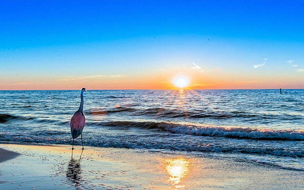 Luxury 5 Star Condominium Water Front 3 Beds 2 Bath Pool Hot-Tub Beach And City Views Clearwater Beach Extérieur photo